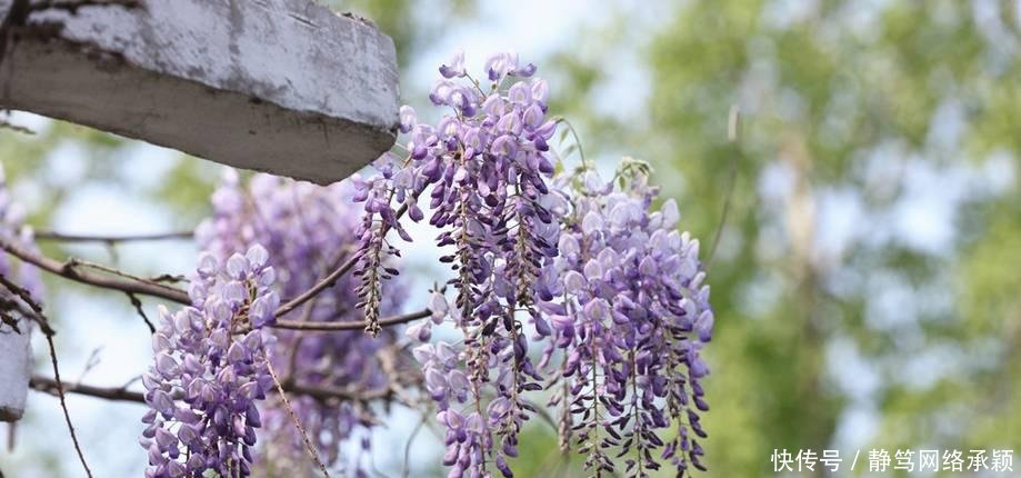 这座低调小城承包了浙江最美的春天, 清明去过两三天乡下生活~