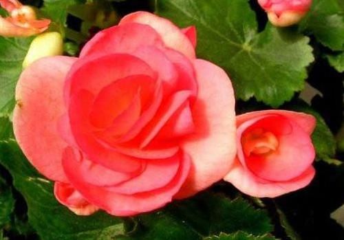  #耐热#家里阳台养此花，花开成瀑布，耐旱耐热鲜艳动人，鲜艳漂亮，超美