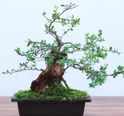  「身价」这六种植物越养越值钱，在家养几年，身价猛涨几倍！你家养了几种