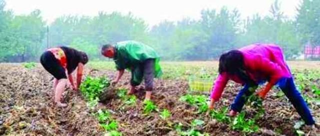  储藏：现在红薯价格这么好，农民朋友为啥不愿多种红薯呢？原因