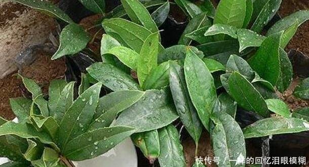  『寓意』路边4种树，掰个枝条就生根，做成盆栽寓意好，观叶赏花还好吃