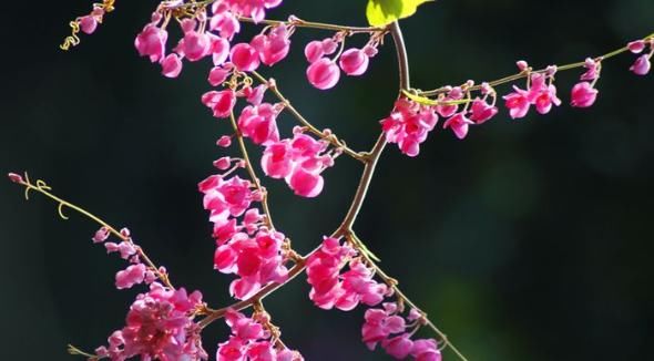『喜欢』庭院种上爬藤植物,个个花开美艳动人,一条藤上千朵花,幽香暗淡