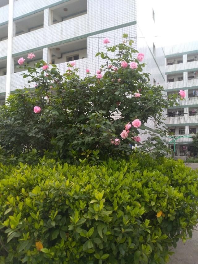  「玫瑰花」玫瑰花儿朵朵开，春风吹过翩翩舞。