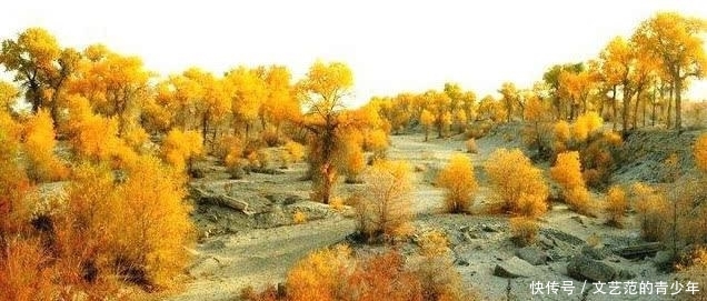  当中：国家在塔克拉玛干沙漠，投资上亿种下胡杨林，如今变成什