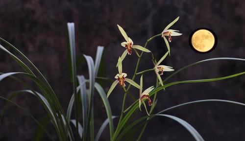  『对症下药』兰花焦尖的6大原因，搞清楚了好对症下药，兰花焦尖不用怕