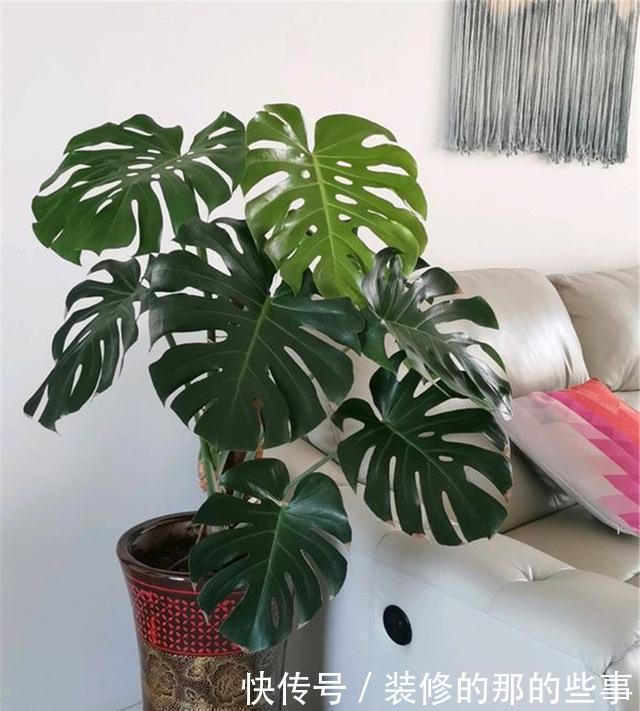 甲醛|还在养“绿萝”?快改养“龟背竹”,它才是“天然甲醛净化器”