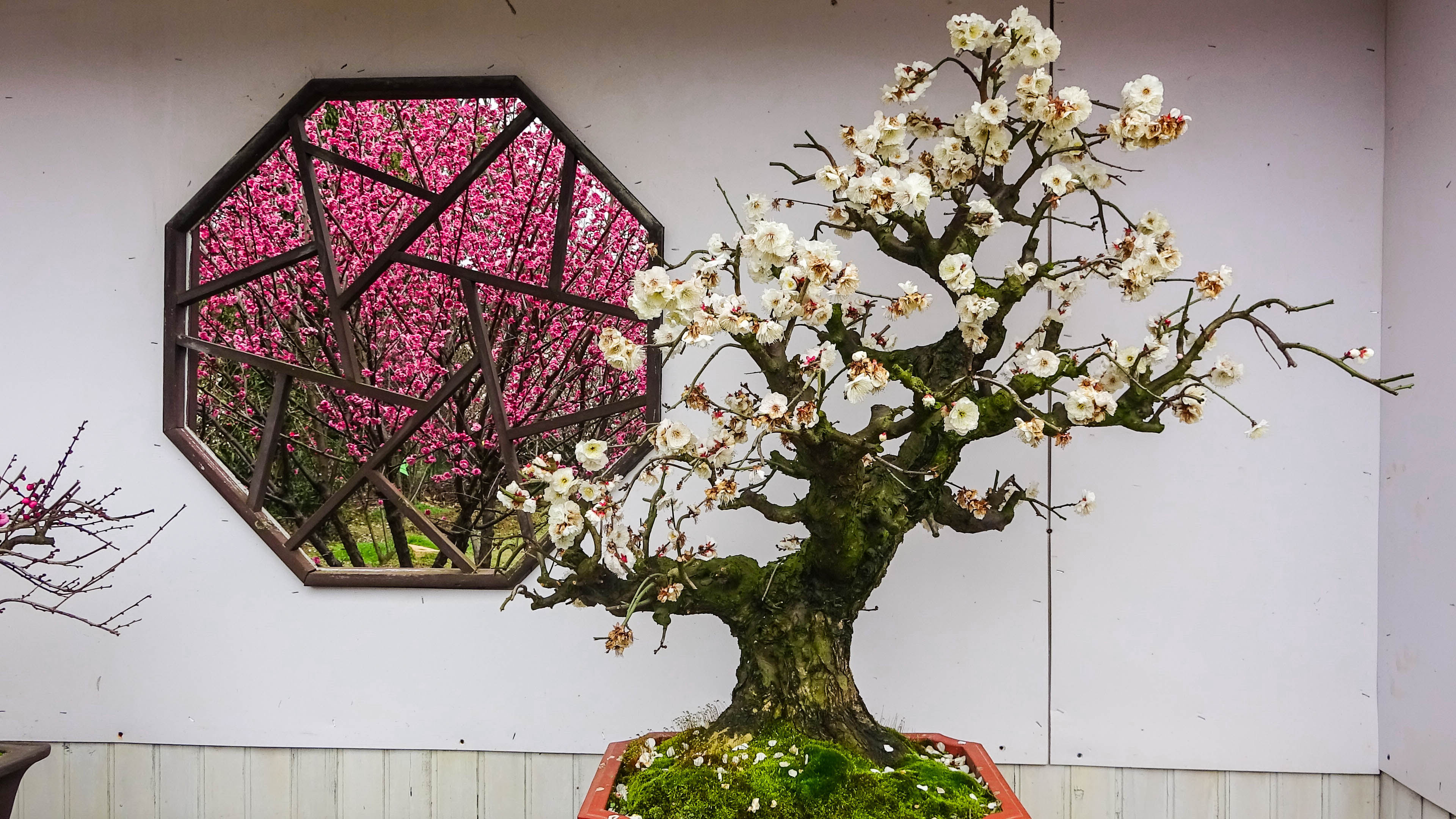 2019，梅花盆景-摄于苏州香雪海景区