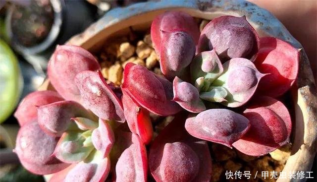【值钱】这些多肉,长的“疙疙瘩瘩”,丑到不敢看,但是养好了,却很值钱