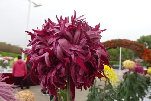 『寓意』喜欢菊花,就养盆“祝寿菊花 ”国华永寿菊,花型饱满,寓意好