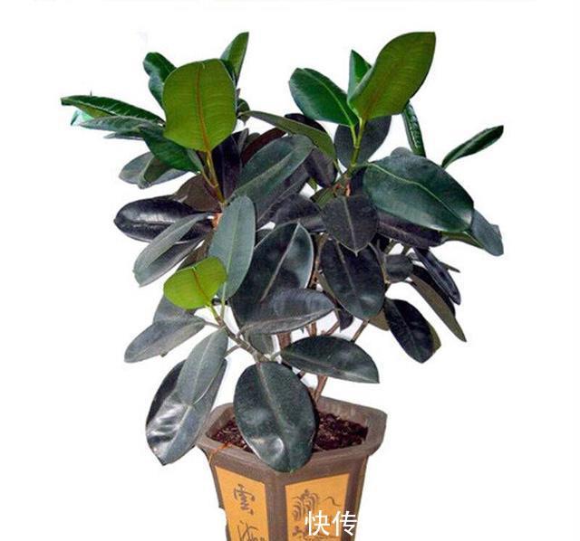 『橡胶树』养橡皮树时,注意以下几点,保准可以让其枝繁叶茂