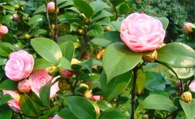  「新枝」四月茶花抽新枝，这时最不能换盆，很容易影响整年花期