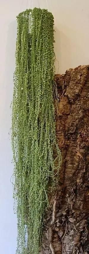  『盆栽』常见12种植物养成不可思议的盆栽！