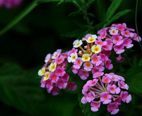  「三角梅」容易搞混的植物，这种植物和三角梅不是远房亲戚，少闹笑话