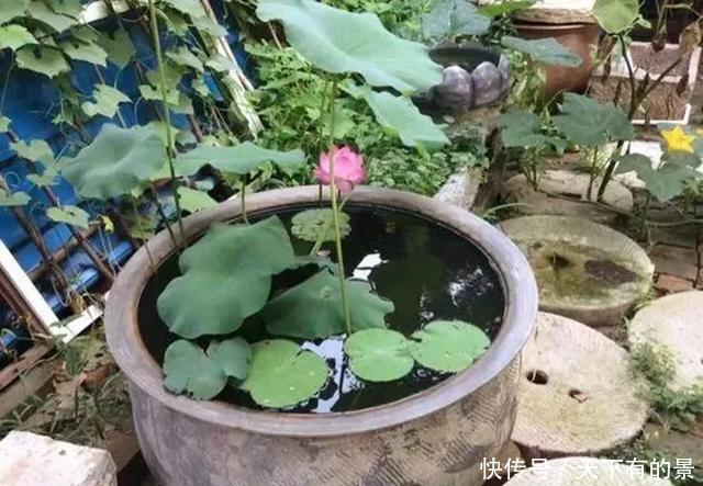 【拿来】30斤的大水缸,拿来养花成宝贝,怪不得都抢着要!