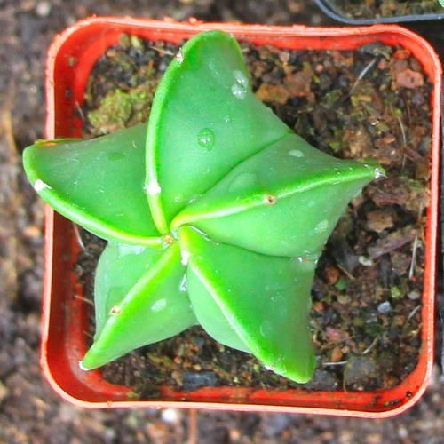  『近几年』近几年流行的多肉，像外星植物，喜欢的养起来！