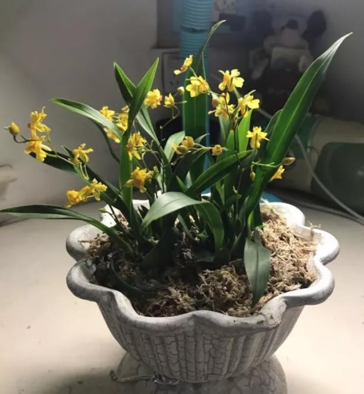 「香水」今年最火的兰花,一棵就能香满屋,比香水好闻多了!