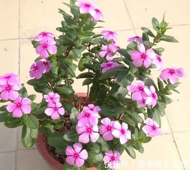 『适合』这几种便宜又好养的花草,养一盆天天有花赏,最适合新手