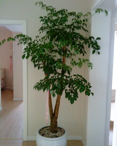  『植物』养护幸福树的方式不对，会导致植物烂根，烂根要怎样处理？