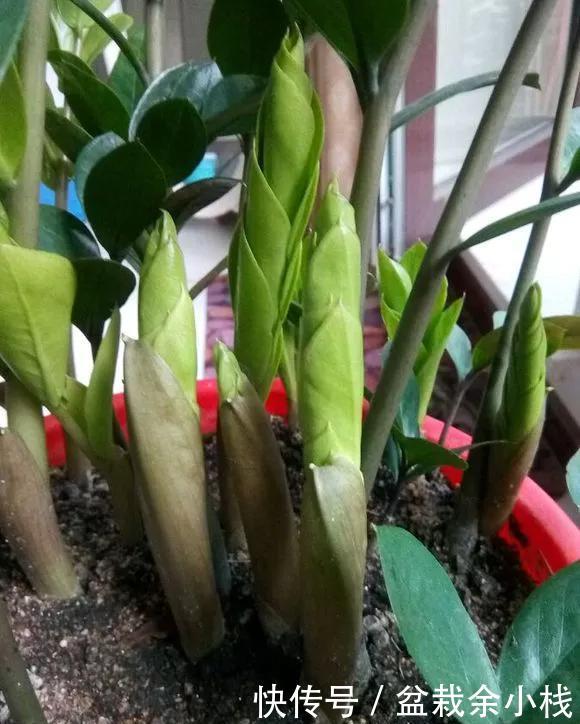  「家里」家里4种花，就要饿着养，盆小少浇水，反而长得好！