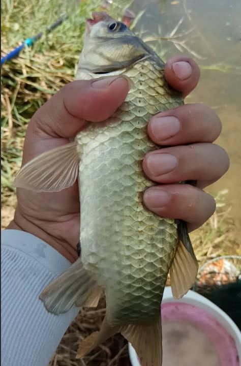 看不上■钓鱼只会抓黑漂?那是菜鸟做的事,高手抓的都是你看不上的动作