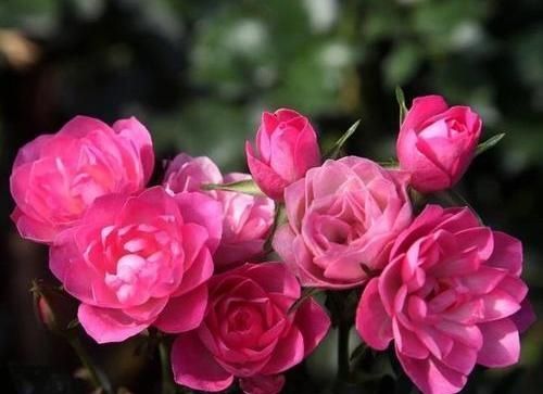 『天荷』此花颜值不输荷花,气质远胜玫瑰,好养耐活易爆盆,比兰花强多了