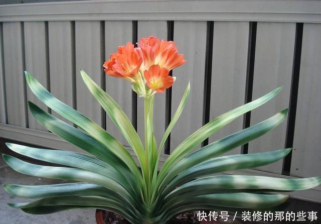  [更是]这3种花都听过，能养的人、会养的人不多，养开花更是不轻松