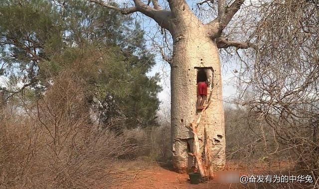  「非洲」非洲网红“生命之树”猴面包树，引进中国后大开眼界长