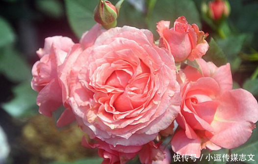 『花瓣』玫瑰花的种类这么多来看看你都认识多少