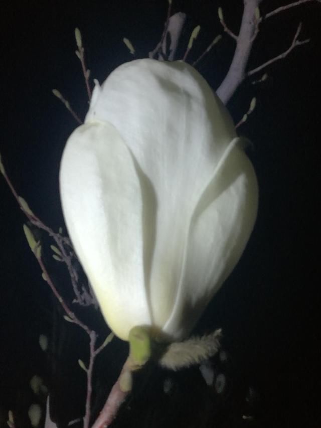  「路边」路边各种玉兰你都分得清吗？两种颜色大不同，据说还有妙用！
