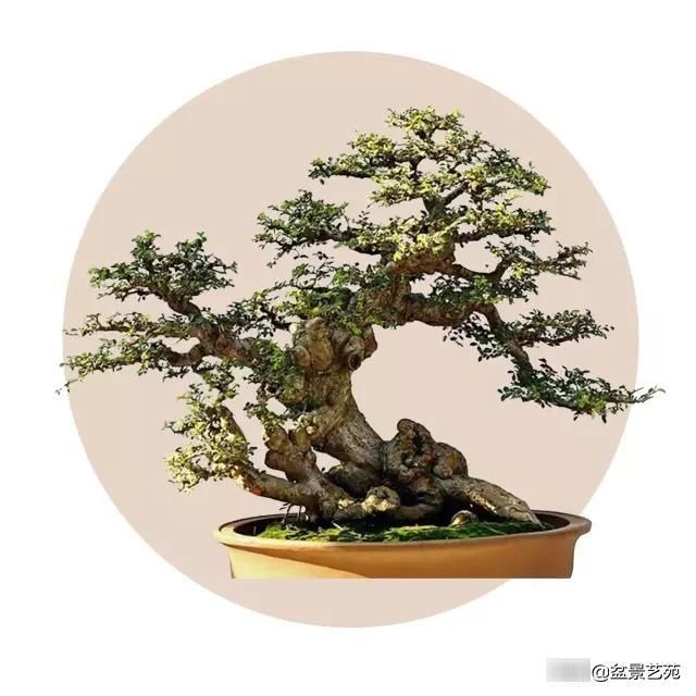  「成寸」盆景百态，缩地成寸