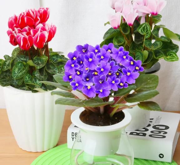  家里■开春了，家里定要摆上这些好看花卉，不仅增添色彩，还能养眼