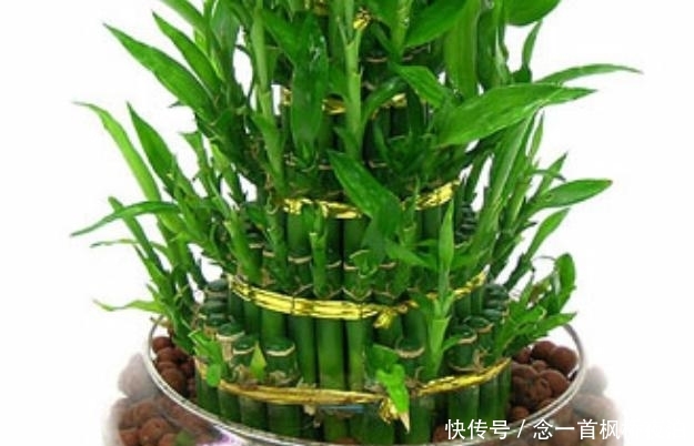 「到很好」家里一旦养了这几种植物，财神看了都会喜欢，暗喻越住越有钱