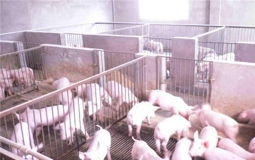  养牛■“猪价跌，鸡蛋贱”，想搞养殖，养牛怎么样