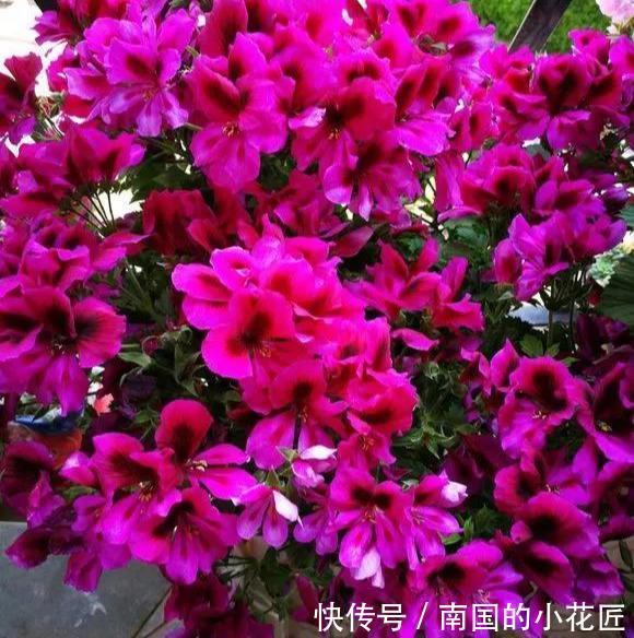 『三角梅』这3种花太贵，别再买了，剪几个枝就能扦插几十盆