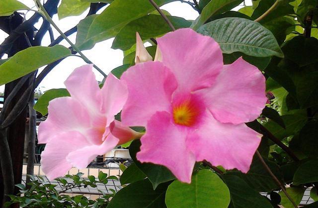  『鼠尾掌』3种花非常适合家养，开花爆盆很简单，花色艳丽抓人眼球，美极了