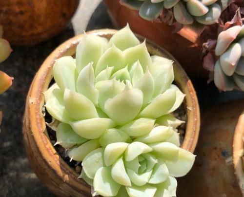 『正确』多肉植物黑腐后的正确做法,赶紧把土壤换掉,挽救多肉!