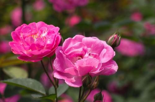  【适合】3种花适合养在小院里，开花量大满院飘香，好养易活上档次，真美