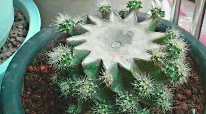 「花钱」这6种花就要穷养,不花钱不用管,个个肥得流油!