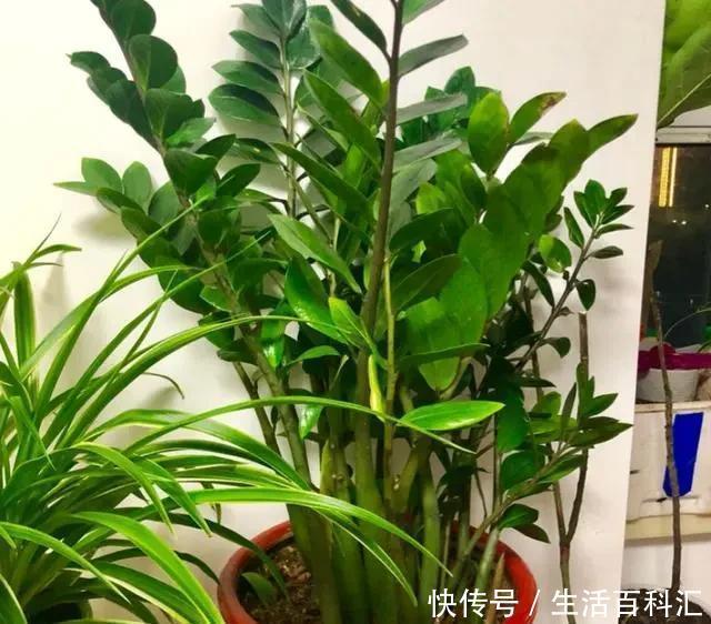 常见|花市常见的7种花,买回家总是养不活