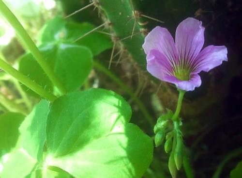  「野地」野地里的“土人参”都说堪比冬虫夏草，过去农民当杂草