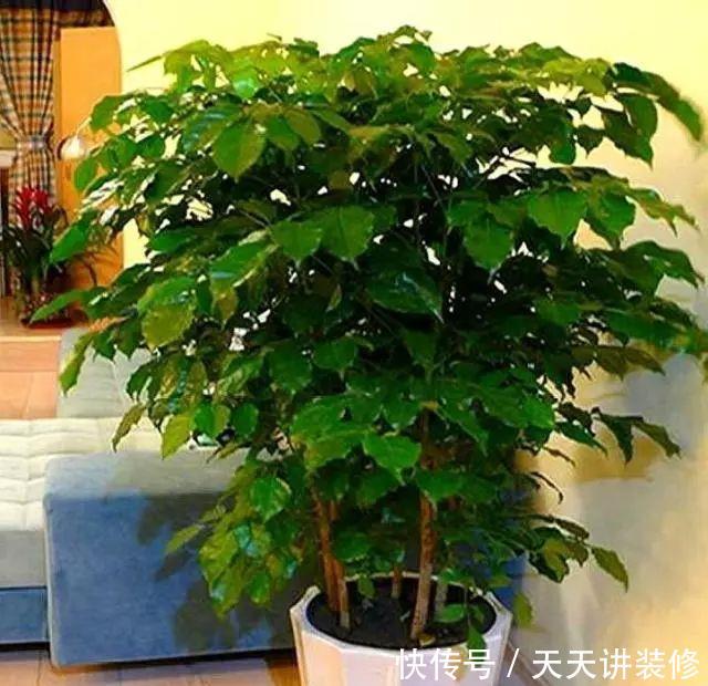  [幸福树]有“讲究”的人都喜欢这“3种树”，叶多枝壮，摆在家中纳福养人