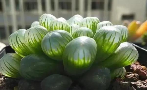  植物|终于知道女生大部分都喜欢养多肉，其原因有三点，最后一个太现实