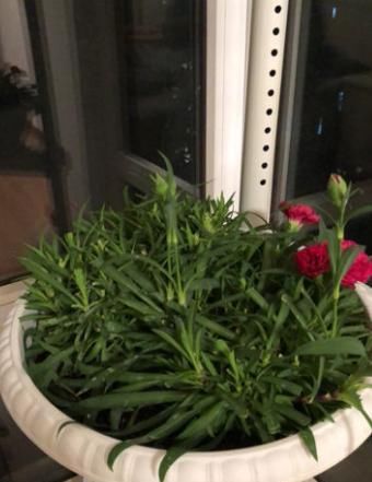  植物@植物养着养着就死了,其实砍一刀就解决,一周就呼呼冒新芽!