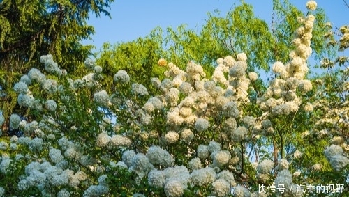  「绣球」泉城公园的白绣球开花了，花朵就像白色的雪球