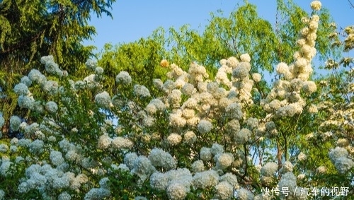 「绣球」泉城公园的白绣球开花了,花朵就像白色的雪球