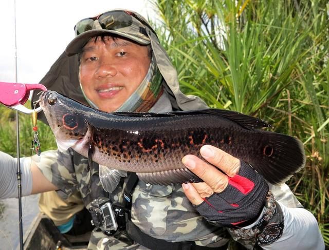 中国路亚钓鱼人远征苏门答腊，前去消灭泛滥成灾的金线多曼鱼