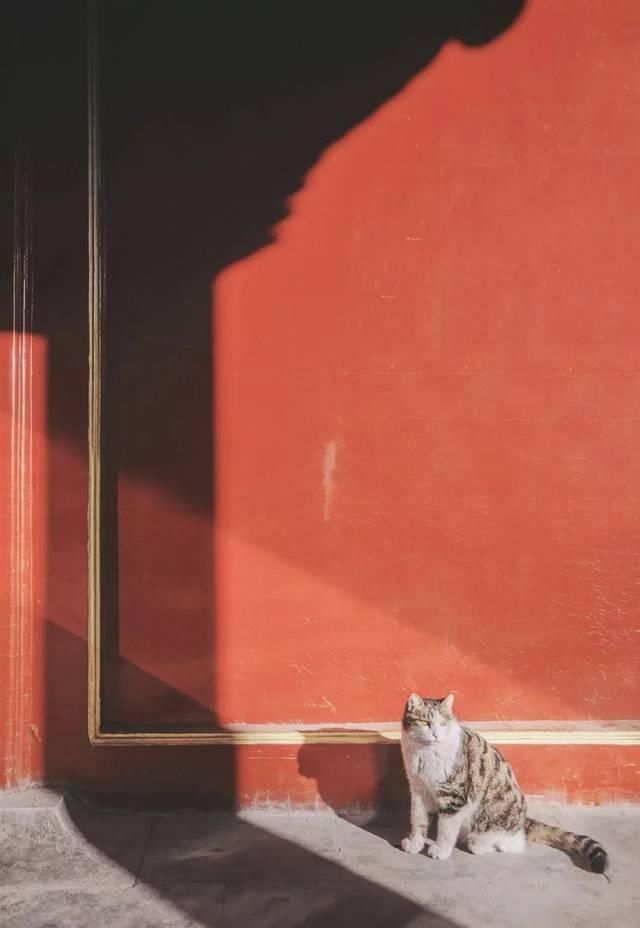 一年 30 多趟故宫，只为拍摄超赞「故宫猫咪图籍」！