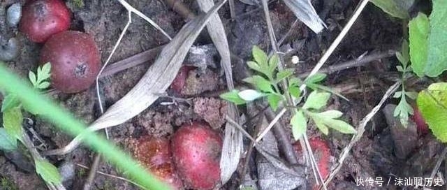 它不是蔬菜，却是许多人童年的回忆！农民可套种，市价35元一斤！