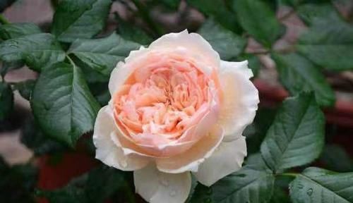  优秀■此花又名“真优秀”，花香浓郁，花色好看，极为好养，几乎零差评