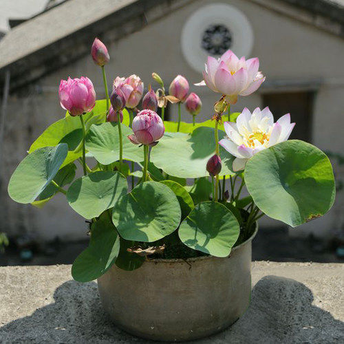 「名字」3种花,明明开花很漂亮,却因花名被很多人“嫌弃”,太冤了